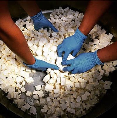 Image contains four hands mixing salt on a batch of fresh cheese curds. 