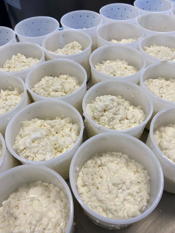 Image contains cheese curds filled in their moulds. 