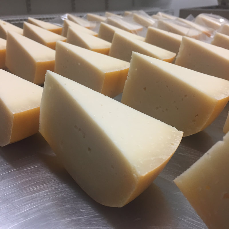 Image contains pie shaped pieces of the raw milk cheese on a table in the aging room. 