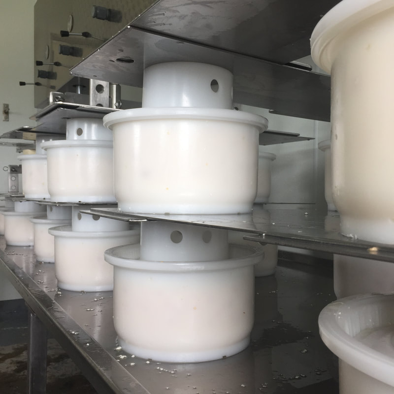 Image contains freshly made cheese in moulds under the cheese press.