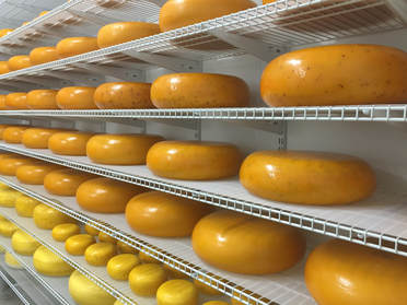 Image contains whole wheels of cheese sitting on the shelf in the aging room. 