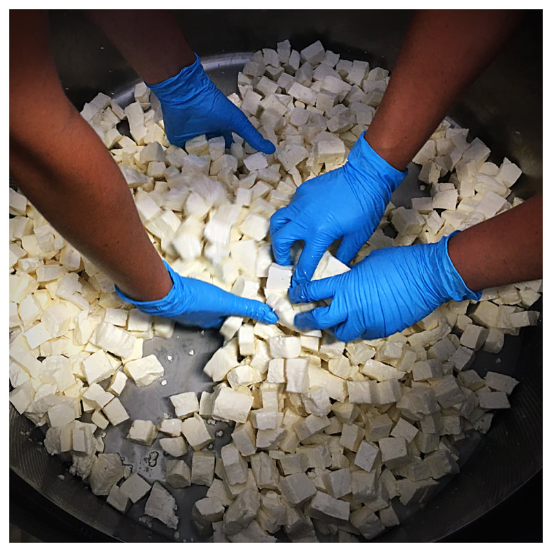 Image contains four hands mixing salt on a batch of fresh cheese curds. 